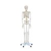 LIFE-SIZE SKELETON 180CM TALL-