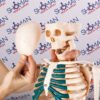 ⁦هيكل عظمي 85 سم مع أعصاب⁩ - الصورة ⁦2⁩